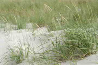 D&uuml;ne im Seeheilbad Zingst