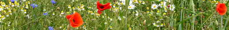 Wiesenblumen im Seeheilbad Zingst